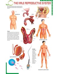 The Male reproductive system